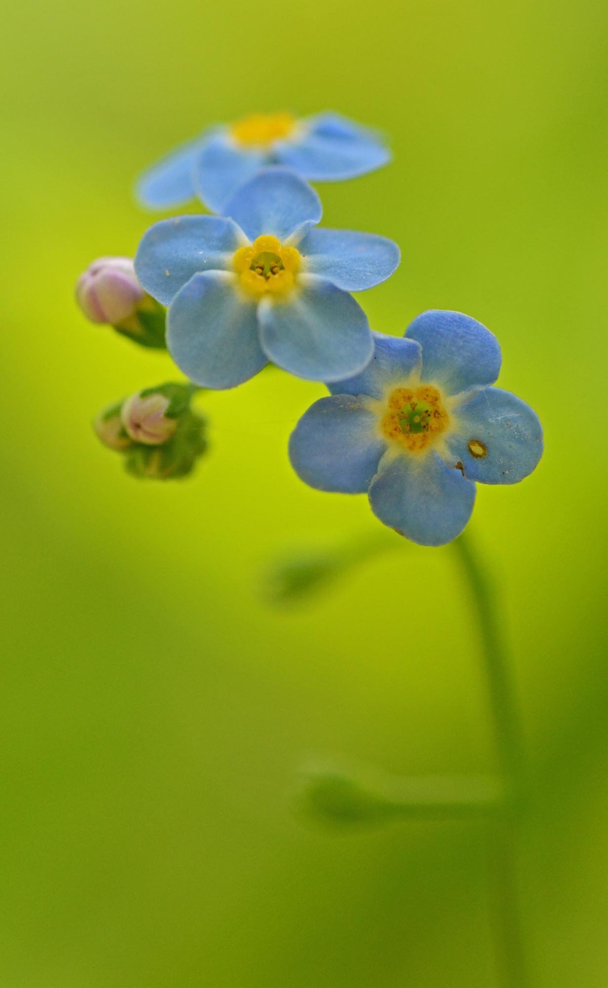 Close up of Forget Me Not flower