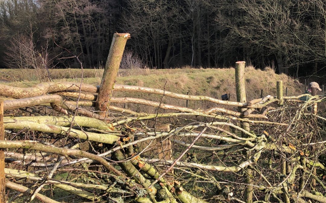 Free 2-day hedge laying event