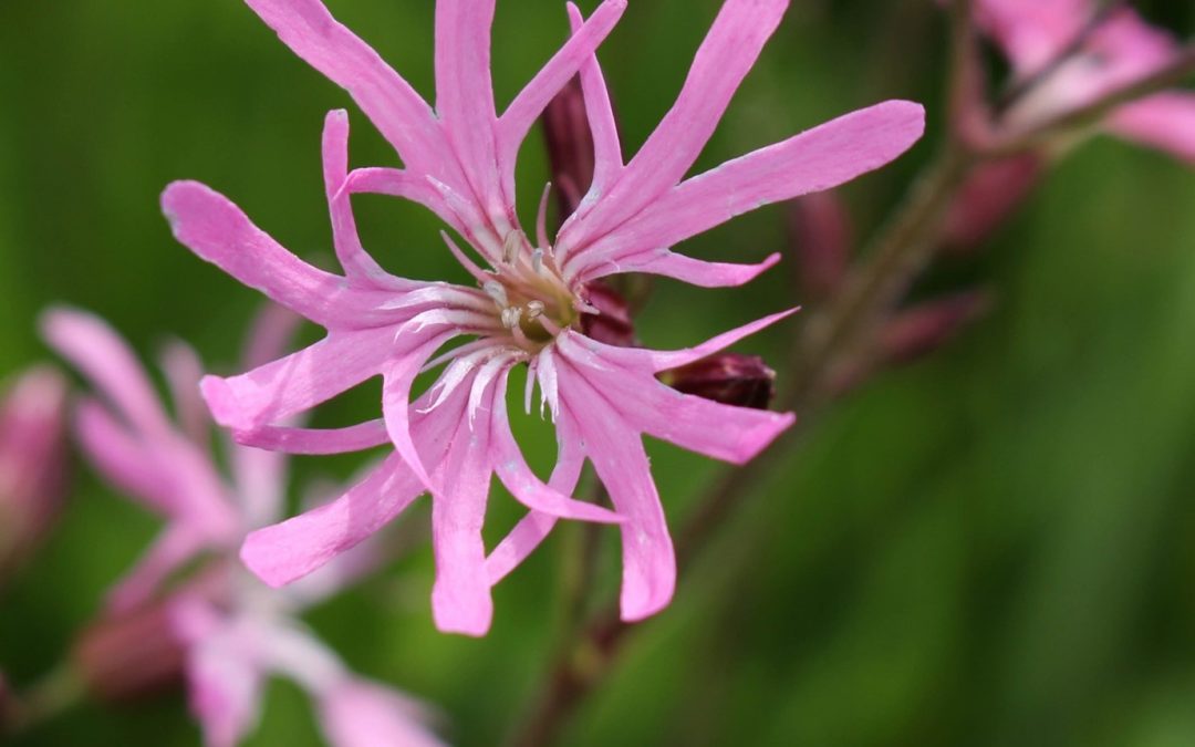 Community stewardship at The Yorkshire Arboretum’s wetland meadows