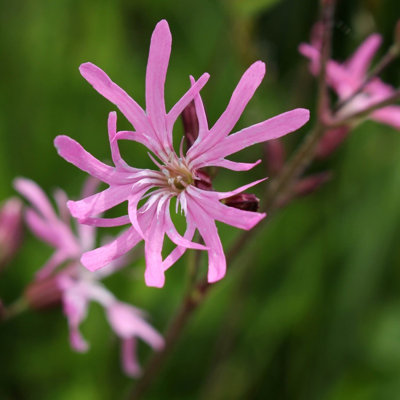 Ragged robin