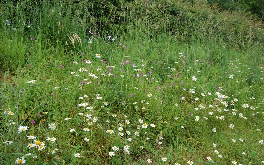 Road verges for nature
