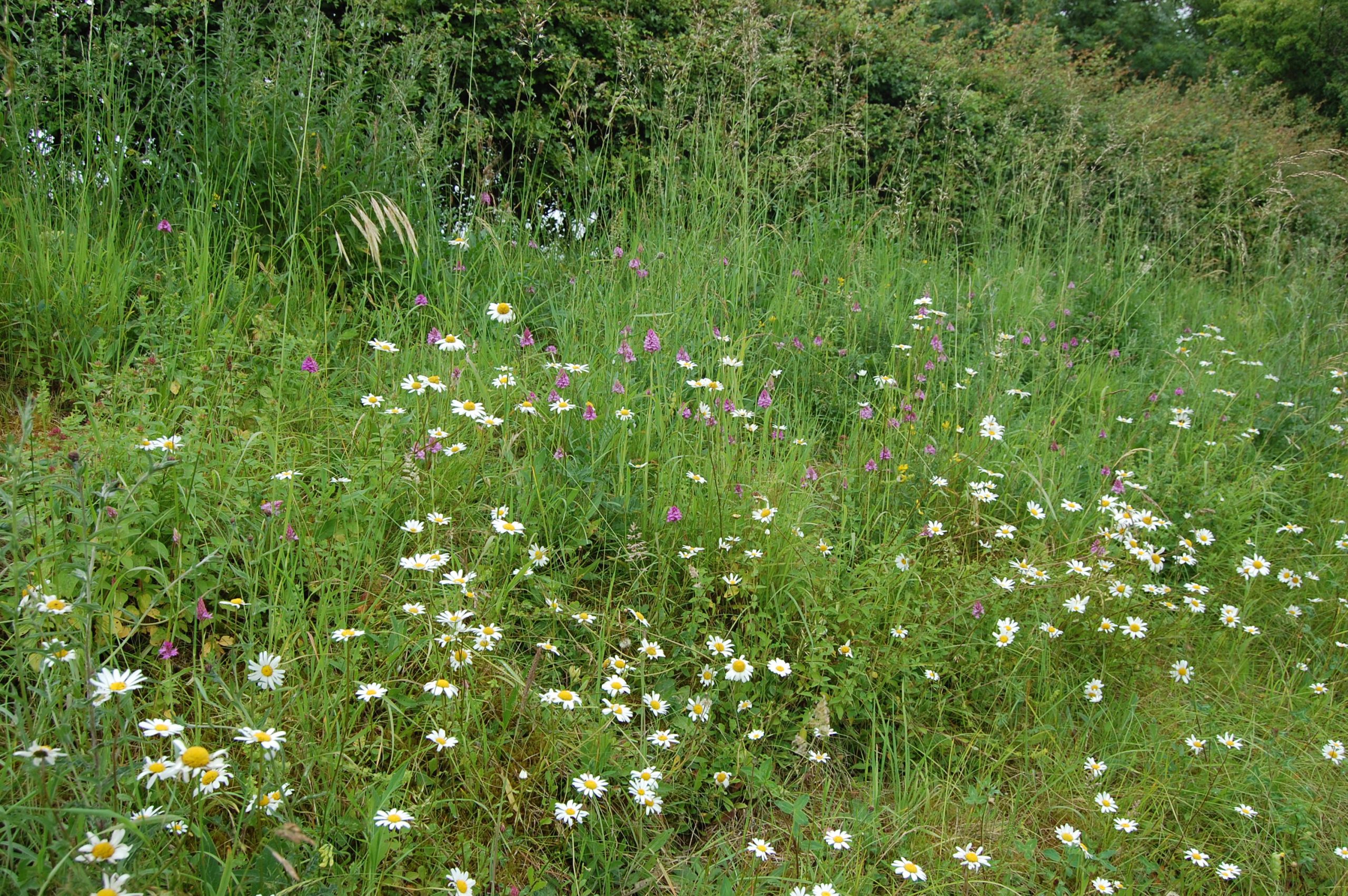 Slingsby Bank verge (3)