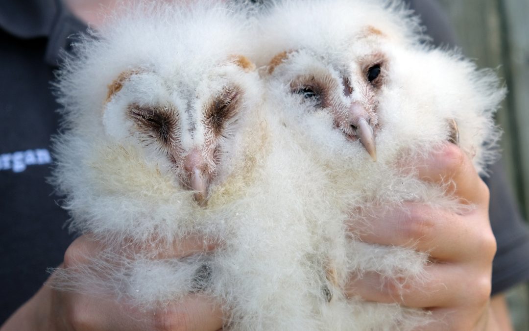Barn Owl Conservation and Breeding in the Howardian Hills