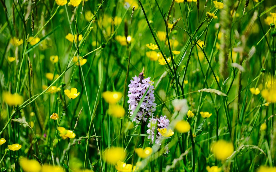 Free – Restoring Nature conference 12-Sep