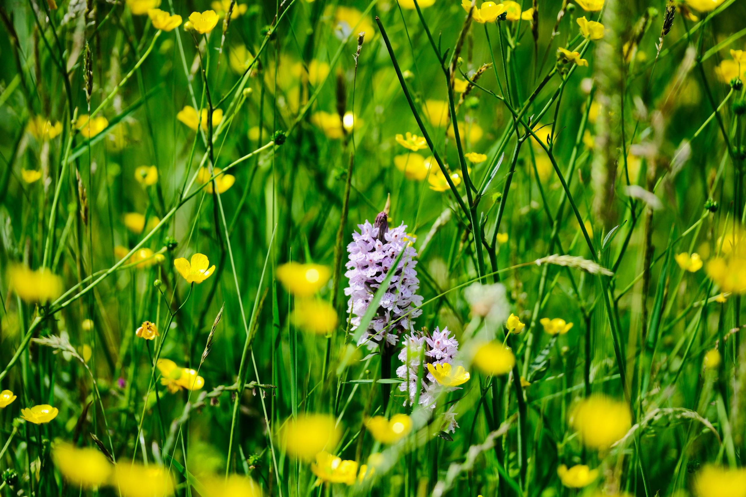 Throstle Nest Wildfler Meadow-21