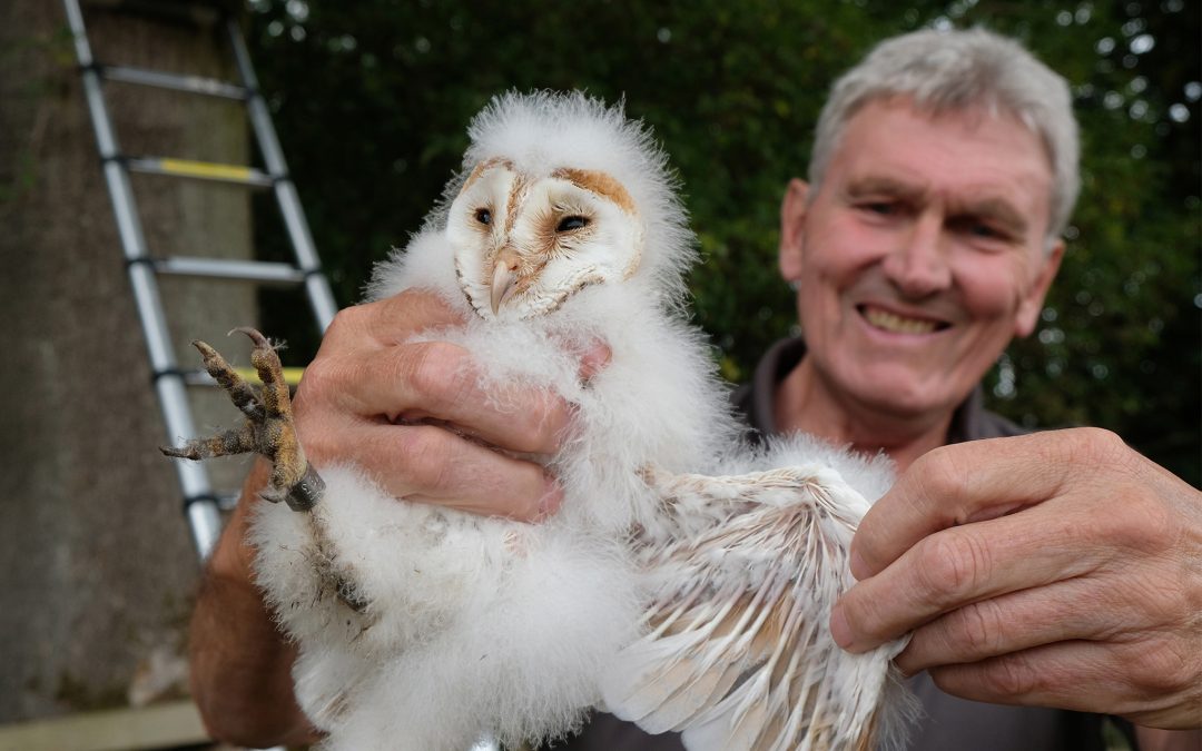 Stunning barn owls ringed in the Howardian Hills