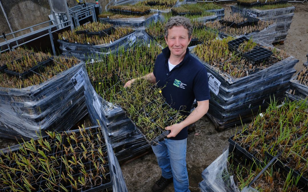 Wetland plants find a home in the Howardian Hills