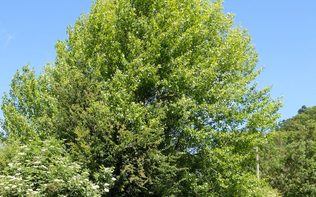 Endangered black poplar leans on its friends
