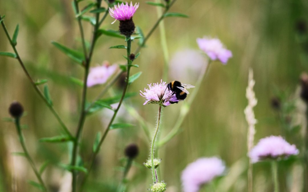 Wildlife habitat set to be restored with new government fund